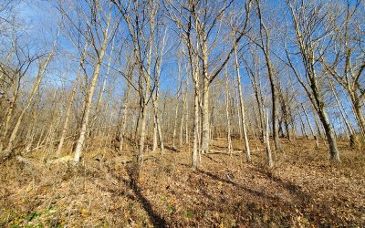 61.5 Acres Pike County