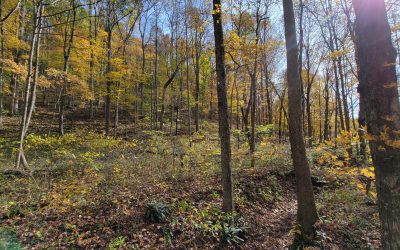 SUPER HUNTING TRACT IN PIKE COUNTY