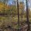 SUPER HUNTING TRACT IN PIKE COUNTY