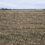 61 Acres Seneca County – 100% Tillable Land